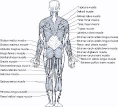 arm muscle diagram