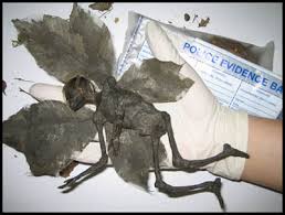 real fairy photos