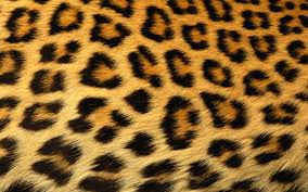 animal skin wallpaper