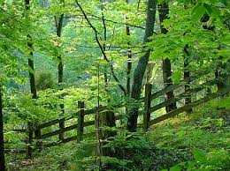 نباتات مفترسة (ما وراء الطبيعة) Wild-plants-and-trees-in-a-wood