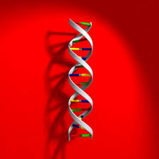 dna strands