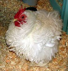 frizzle