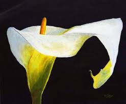 calla lily paintings