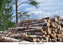 birch wood logs