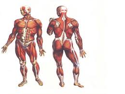 anatomy exercise