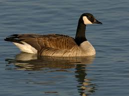canada goose