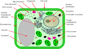 $$plant cell$