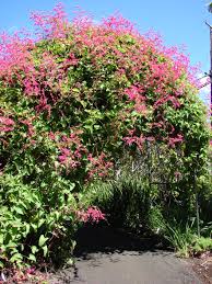 antigonon leptopus