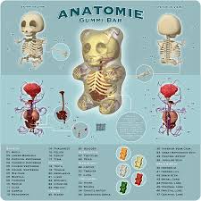 anatomy of a bear