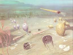 ordovician period