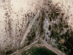 different types of mold