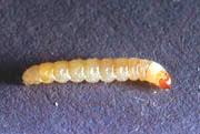 wool moths