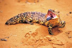 A hardy Australian blue-tongue lizard.