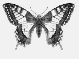 bilateral symmetry