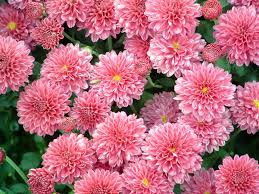 chrysantheme
