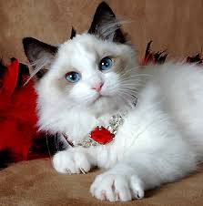 cats and kittens for sale