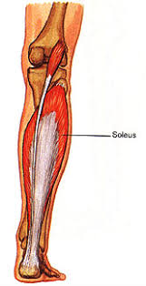 Soleus