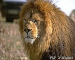 lions pics