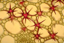 aerenchyma