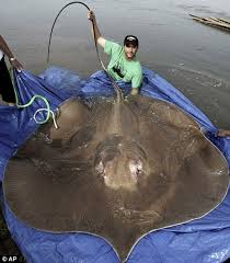 rays fishes
