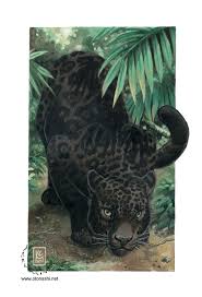 black and wild