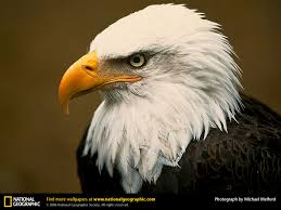 bald eagle images