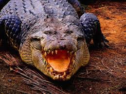 les croco