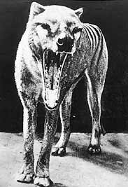 les tigres de tasmanie