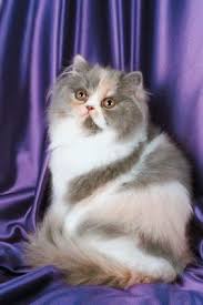 cat matting