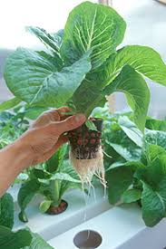 hydroponic equipment