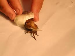 polyphemus moth cocoon