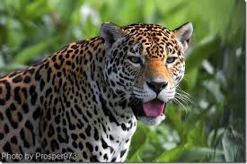 jaguar wild cat