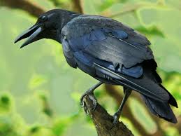 crows pictures