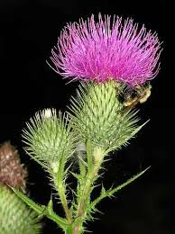 thistle pictures