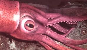 squid eye