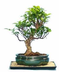 ficus retusa nitida