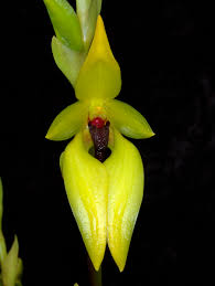 bulbophyllum carunculatum