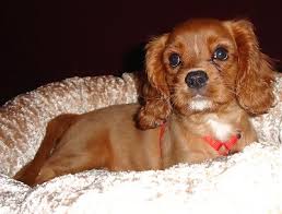 cavalier king charles dog