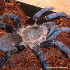 cobalt blue tarantula