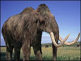 woolly mammoth