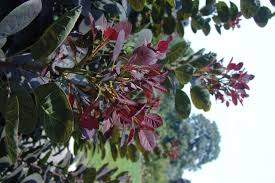 cotinus coggygria royal purple