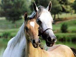 litho printable pvc