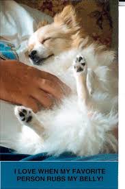 dog tummy rub