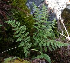 cystopteris