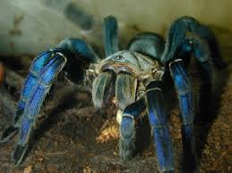 cobalt blue tarantula