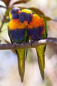 love parrots