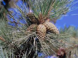 ponderosa pine cones