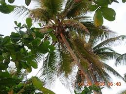 pictures coconut trees