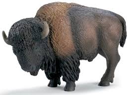 american bison