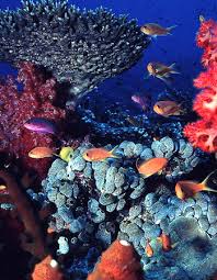 fiji fish